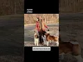 3 male Akitas 1 peaceful walk Proof that balance good breeding can break the myth