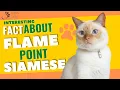 Flame Point Siamese Facts Personality
