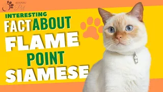 Flame Point Siamese Facts Personality