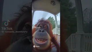 Uh Oh Stinkyyyy Save The Monkey Ai Funnyanimal Funny Soraai Funniestvideo Funnycute 