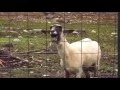 Taylor Swift - Trouble full feat screaming goat