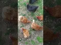 Will chickens eat peanuts