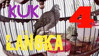 derkuku kuk 4 tekukur kuk 4 teman ngopi