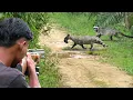 Download Lagu Full video: 3 days of hunting weasels, hunting wild rats,field birds and catching fish to survive