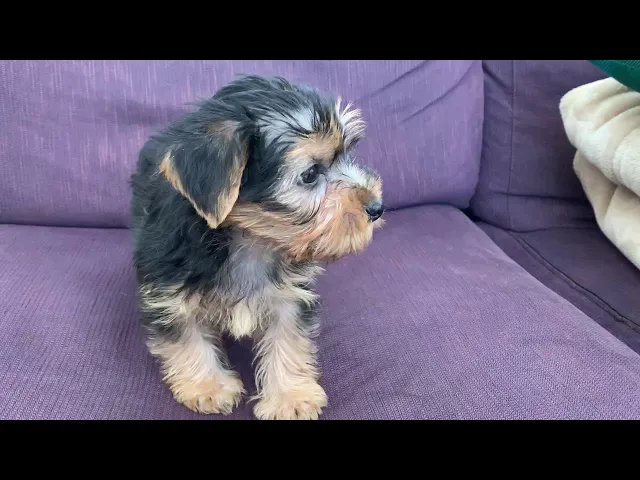 動画