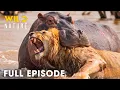 LION VS HIPPO Zambia s Deadliest Fights For Survival Full Episode Wild Animals