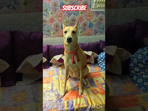 Itni excited ku hai Aura 🐶❤🤩 #doglover #dogvideo #viral