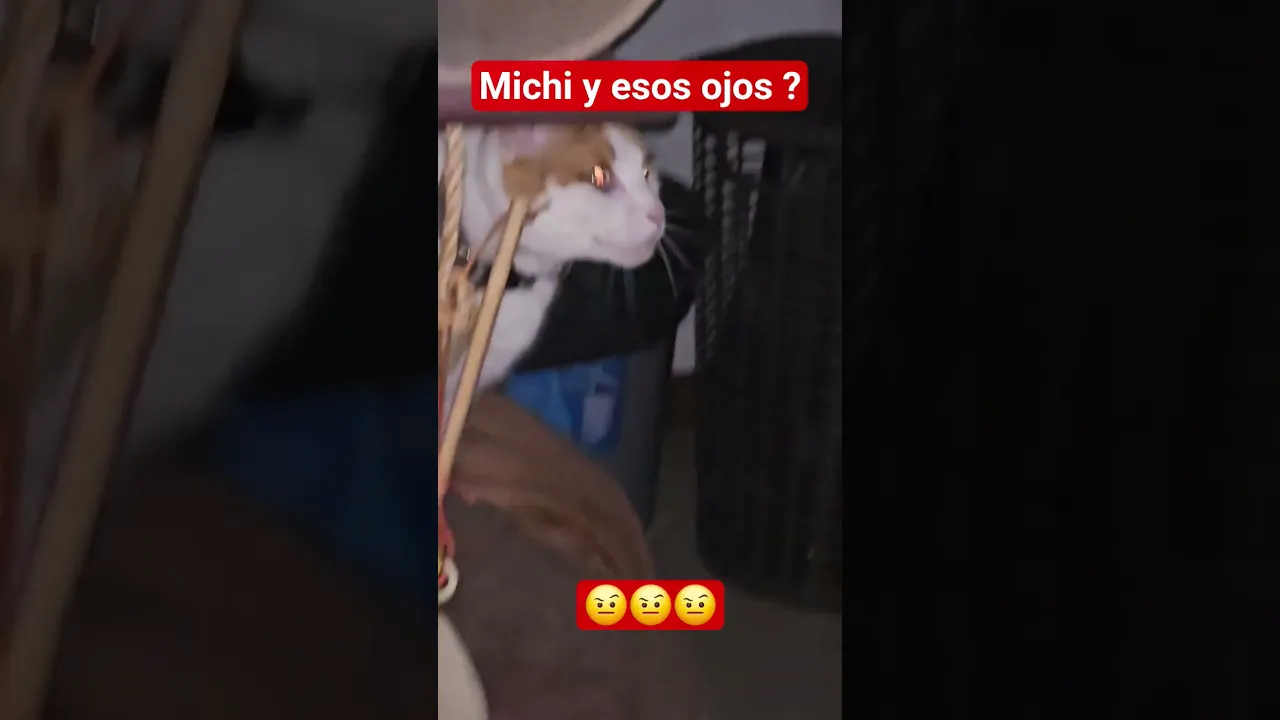 michi?