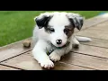 Blue merle tri border collie puppy first week at home