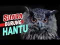 Lagu Suara Kicau Burung Hantu Master