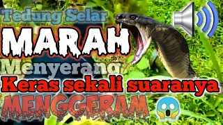 Download Suara Ular Tedung selar Menggeram 😱mengerikan saat penangkapan MP3