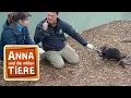 Download Lagu Der Teufel mit den roten Ohren | Reportage für Kinder | Anna und die wilden Tiere