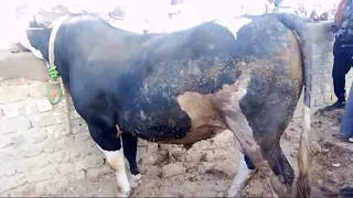  سوق المواشي اسعار العجول البقري اللحم اليوم          من  سوق التلات الفيوم  دندنها