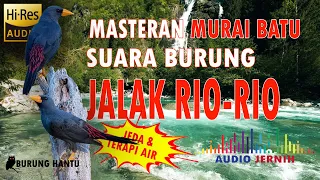 jalak rio rio gacor teler full tembakan konslet cocok untuk masteran murai batu