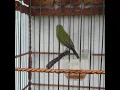 Pleci RAMbo nembak lovebird