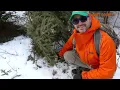 RABBIT PEN PAYOFF! What did we catch so far this year?