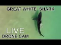 Download Lagu Great White Shark Search: LIVE Stream (Drone Cam)