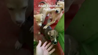 Adopt a Dominican Pup Today! #dcdr #dominicanrepublic #dogrescue