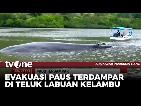 Geger, Paus Sepanjang 15 Meter Terdampar di Teluk Labuan Kelambu