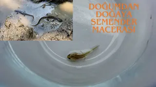 Semenderleri Doğaya Saldım Yumurtadan İtibaren Gelişim Aşamaları 