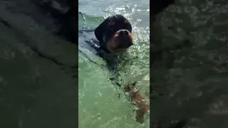 شوف جرو الروت وايلر بيتعلم السباحه   دندنها
