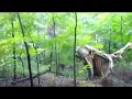 Trees Falling Compilation No Music