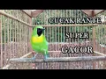 Download Lagu CUCAK RANTE SUPER GACOR