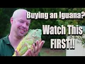 Buying a Pet Iguana 5 Things to Consider FIRST