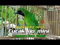 Pancingan Cucak ijo mini biar cepat gacor