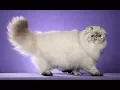 Flat Faced Cats Are Even Weirder Than They Look