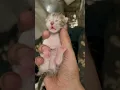 Download Lagu Suara anak kucing yang baru lahir #trending #bilalcats #viral #cat #babycat #babyanimal #mycat #shorts