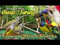 Download Lagu SUARA PIKAT PIJANTUNG RIBUT KOMBINASI SOGON DAN KOLIBRI WULUNG..