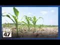 We expect a 25-30 loss Michigan farm deals with summer drought