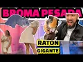 METI UN R4T0N MIENTRAS HACIA SU RUTINA EN LA DUCH4