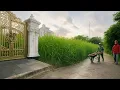 Download Lagu 👉 Jaw-Dropping Transformation: Clearing a Sidewalk Jungle in the Middle of the City. #cleanup