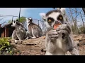 Download Lagu DIERGAARDE BLIJDORP: lunch voor ringstaartmaki - ROTTERDAM ZOO: lunch for ring tailed maki