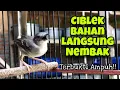 Download Lagu Pancingan Ciblek Cepat Nyaut dan Mempercepat Ciblek Bahan Agar Gacor dan Bunyi Ngebren Panjang