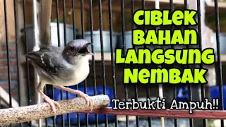 pancingan ciblek cepat nyaut dan mempercepat ciblek bahan agar gacor dan bunyi ngebren panjang