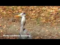 Heron swallows duckling