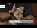 Pet of the Week