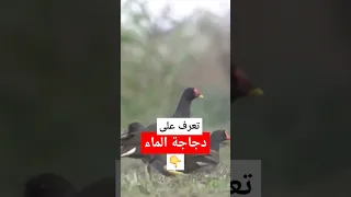 دجاجة الماء اكثر الطيور حذرا نوافذ برية الحياة البرية طيور 