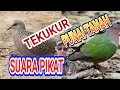 Download Lagu SUARA PIKAT TEKUKUR GABUNG PUNAI TANAH || COCOK UNTUK BERBURU PAKAI JARING / PUKAT