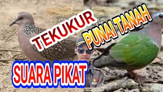 Download SUARA PIKAT TEKUKUR GABUNG PUNAI TANAH || COCOK UNTUK BERBURU PAKAI JARING / PUKAT MP3