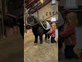 Download Lagu Tack up with Ella and Black❤️ #pony #kids #shetlandpony #equestrian #shortsvideo