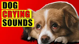 dog crying sounds 15 dog breeds crying sound effect loud whining puppy cry sounds