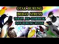 Download Lagu Wah Bikin Seger Terapi Burung Semua Jenis Stres Macet Bunyi Jadi Nyaut