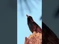 Download Lagu Dengarkan Suara Burung Jalak yang Mistis!