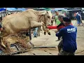 Download Lagu SEREM KUMPULAN SAPI NGAMUK BIKIN KOCAR KACIR PASAR ‼️🔥🔥🔥