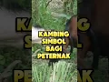 Download Lagu S4KR4L⁉️ KAMBING KACANG JADI SIMBOL⁉️ #kambing #goat #faktaunik #hewan #animals #shorts#domba #farm
