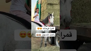 جود و قمرا شوفوا وين راحت خيل Horse اكسبلور خياله ترند مربط حصان الخيل 